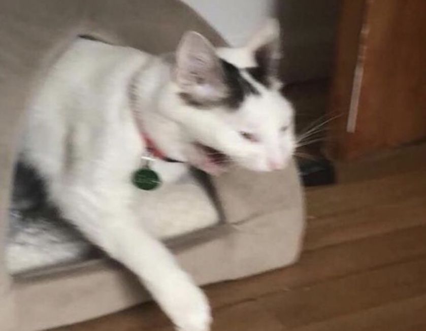 Thread of my cursed cat images to put a smile on your face