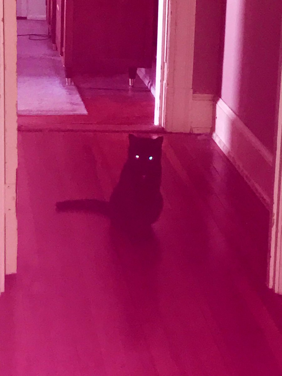 Thread of my cursed cat images to put a smile on your face