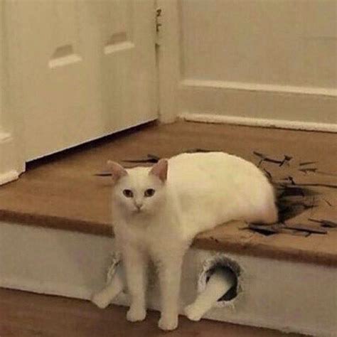 Thread of my cursed cat images to put a smile on your face