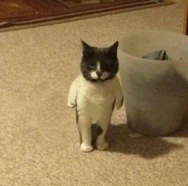 Thread of my cursed cat images to put a smile on your face