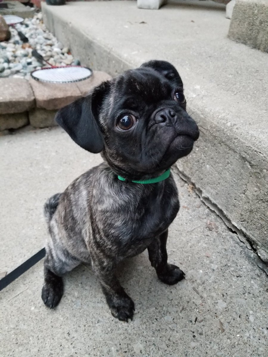 MyPugPua's tweet photo. Cute and mischievous #puglife #puglove #mynewpug #puaadventures #babypug #pugbaby #brindlepug #brindlepugpuppy #pug #pugsnotdrugs #grumble_inc #pugnation #pugmania #puggie #pugoftheday #pugpuppy #puppylove #brindlepuppy #brindledog #brindle #disneydogs #dogsofdisney https://t.co/zAx9s410XA