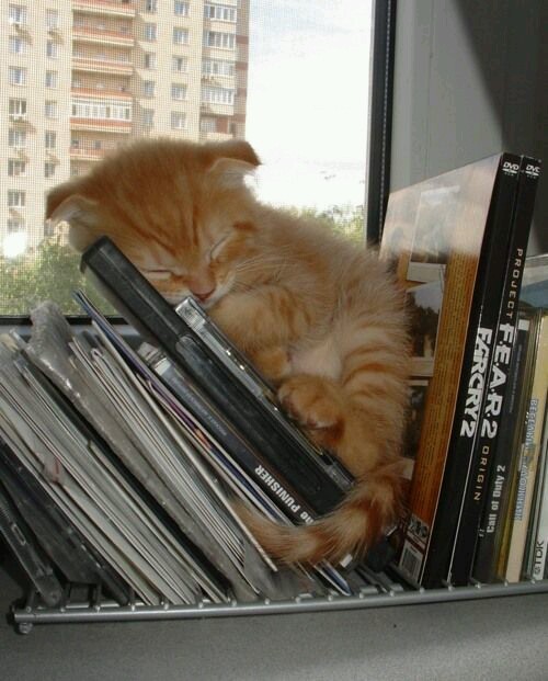 red_redwarrior's tweet photo. Taking a nap https://t.co/bzQ9hIQbZh