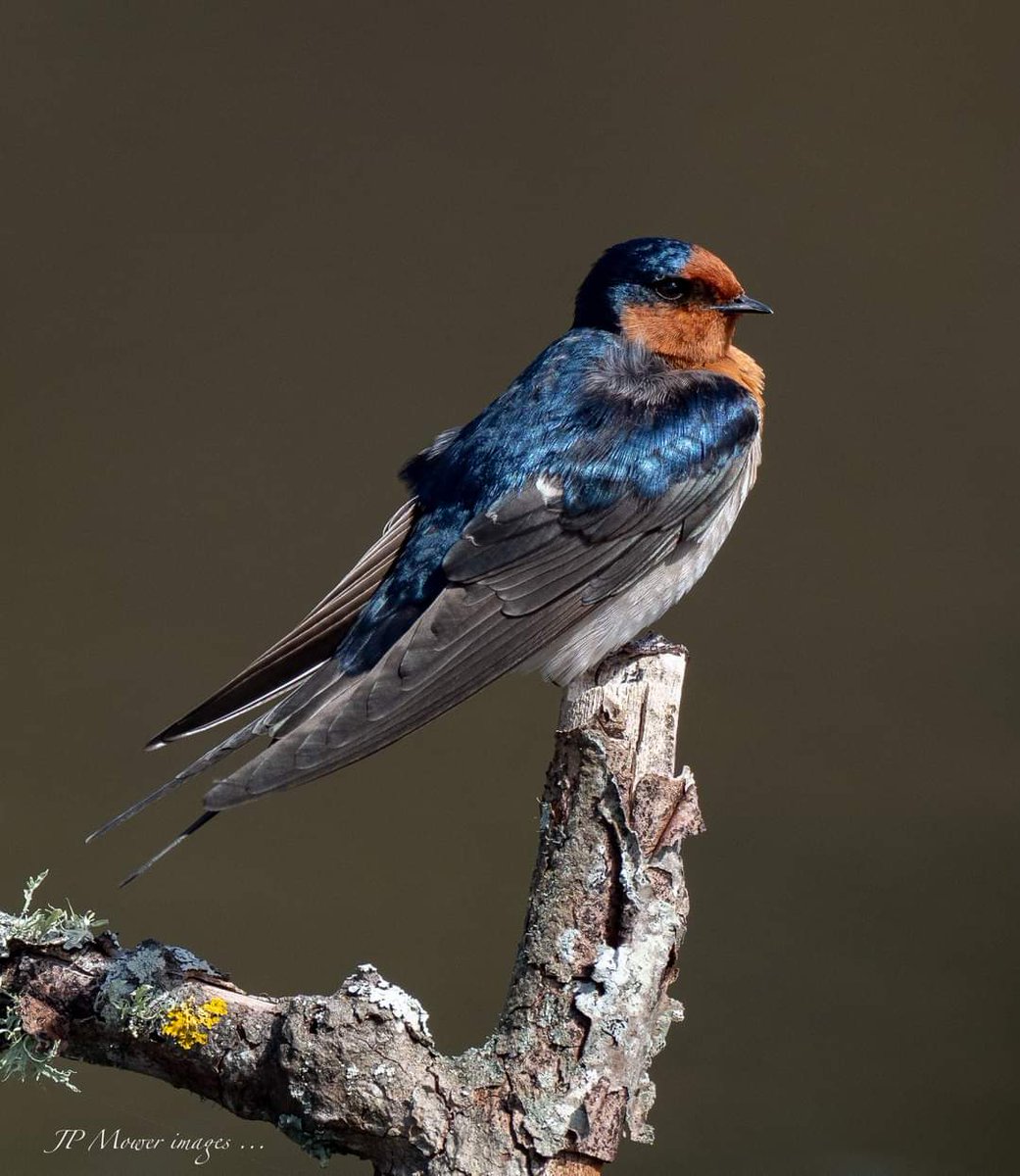 Welcome indeed ..
What beauties Welcome Swallows are. The blue in their feathers shimmers in the Spring sunlight.
@newzealandbirds @OSNZBirdsNZ @Forest_and_Bird @NZBirdsOnline @NativeNZ @birdsofaotearoa