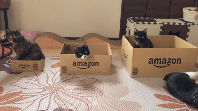 猫たちに 自分の好きな箱選んでね と言った結果が面白かわいい Amazonダンボール箱を前に3匹がとった行動は ねとらぼ