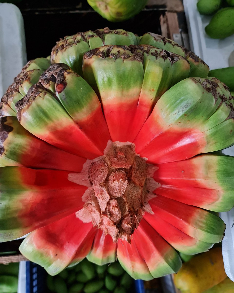 Sharaff__'s tweet image. Baking is both an art and a science.
#kashikeyocake
.
.
.
.
#screwpine #kashikeye #exoticfruit #Maldives #VisitMaldives #nofilter