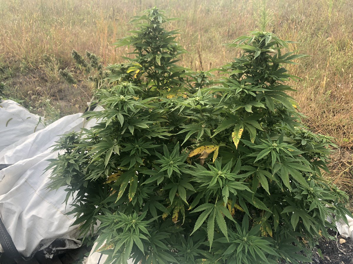 AMOFTHEP's tweet image. Just got home from a looonng day. 

I toured four different farms across nine different cities with @pschubloom for @CANNAdotMN 

I’m exhausted but we had a blast. We juiced cannabis again today. It was delicious. Cannabis juice makes you vibe high 🍁 

#amofthep #cannamn #mnhemp