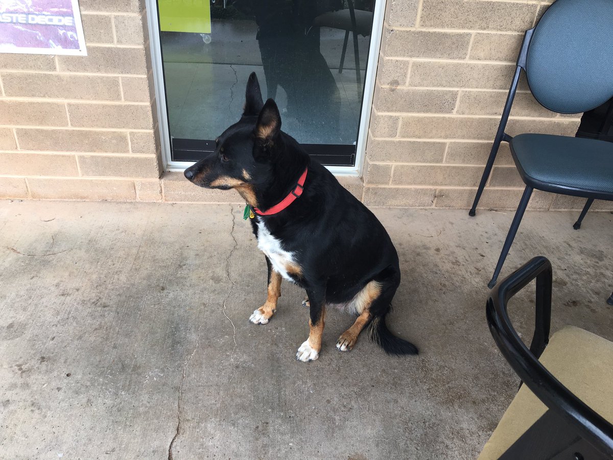 Currently at the Cocklebiddy Roadhouse where I met this Very Good Dog.I’m now off to the Eyre Bird Observatory! I assume there won’t be any reception, so don’t worry if you don’t hear from me for a couple of days.(Yes, it’s still raining)