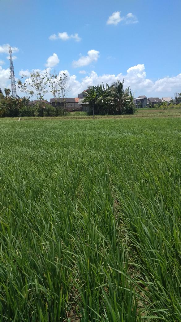 HamidiAbdillah's tweet photo. Suasana di area sawah https://t.co/Yiw7zWIoqo