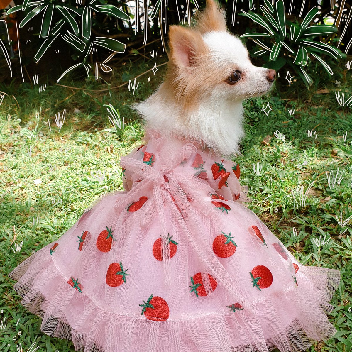 niiika74's tweet photo. Lirika Matoshi strawberry dress DIY but it's my dog 🍓😎🍓 https://t.co/9cYgPdDRnR
