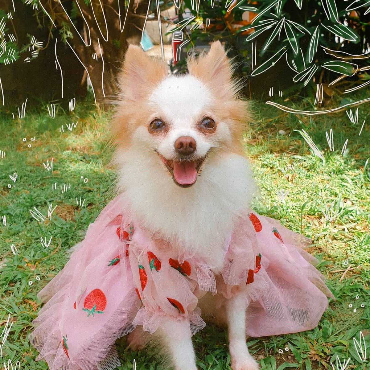 niiika74's tweet photo. Lirika Matoshi strawberry dress DIY but it's my dog 🍓😎🍓 https://t.co/9cYgPdDRnR