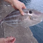 魚にも愛情がある。パートナー思いのカワハギを見て可哀想だから逃がしてあげた。