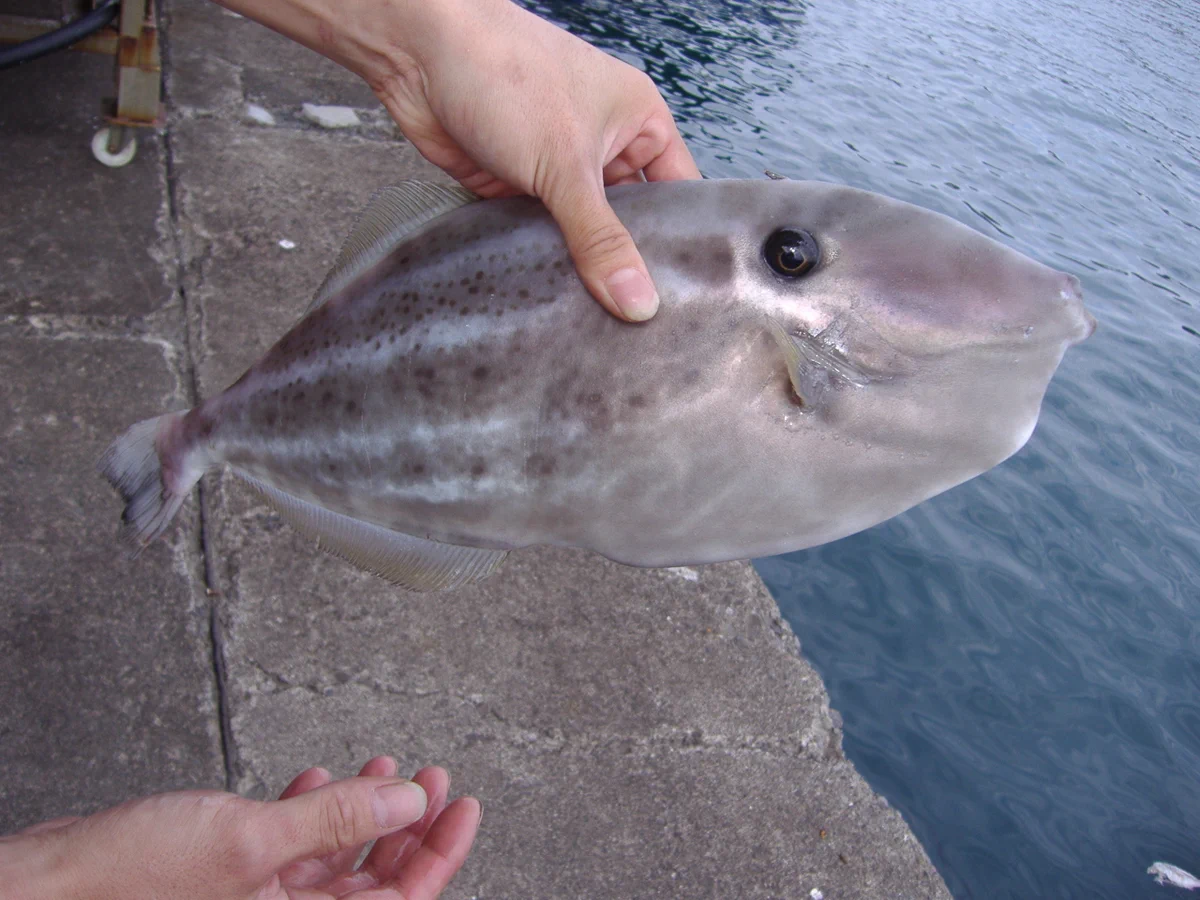 魚にも愛情がある。パートナー思いのカワハギを見て可哀想だから逃がしてあげた。