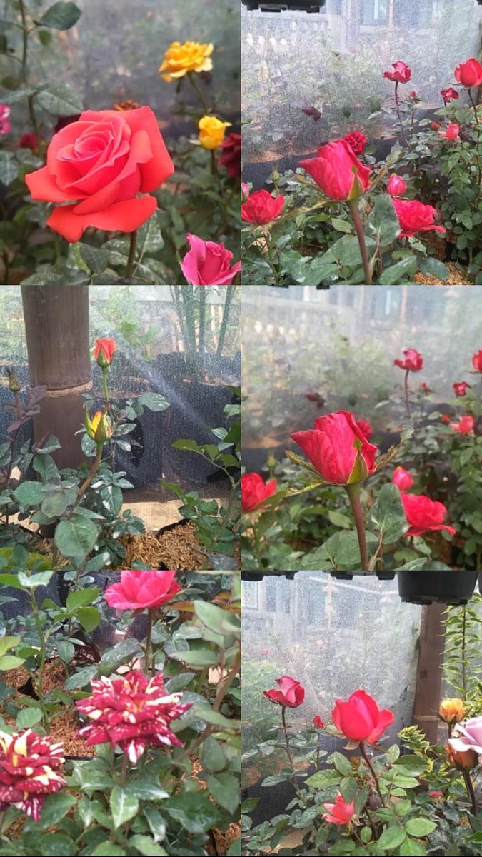 rudhyn23's tweet photo. Nikmati prosesnyan karna bunga mawar pun tidak mekar secara bersamaan
#mawarmerah
#bungamawar
#nikmati
#katakatabungamawar
#rudhyn23 https://t.co/dvhAgqYE4A