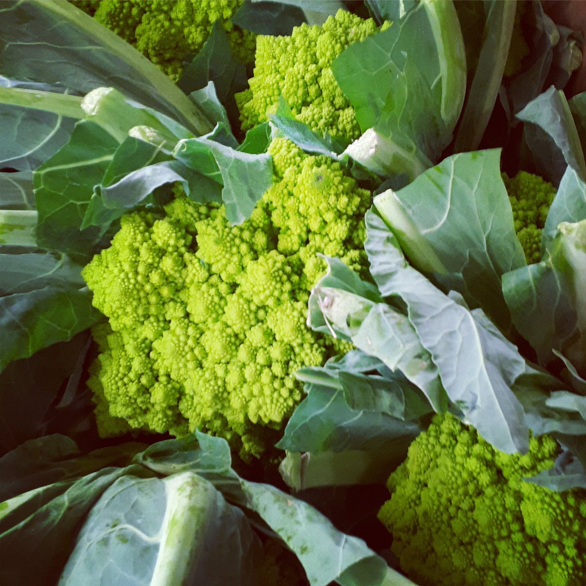 The weird &amp; wonderful Romanesco is in season and in stock now from lovely, local, Lancashire land! #localproduce #romanesco #manchester #manchesterchef