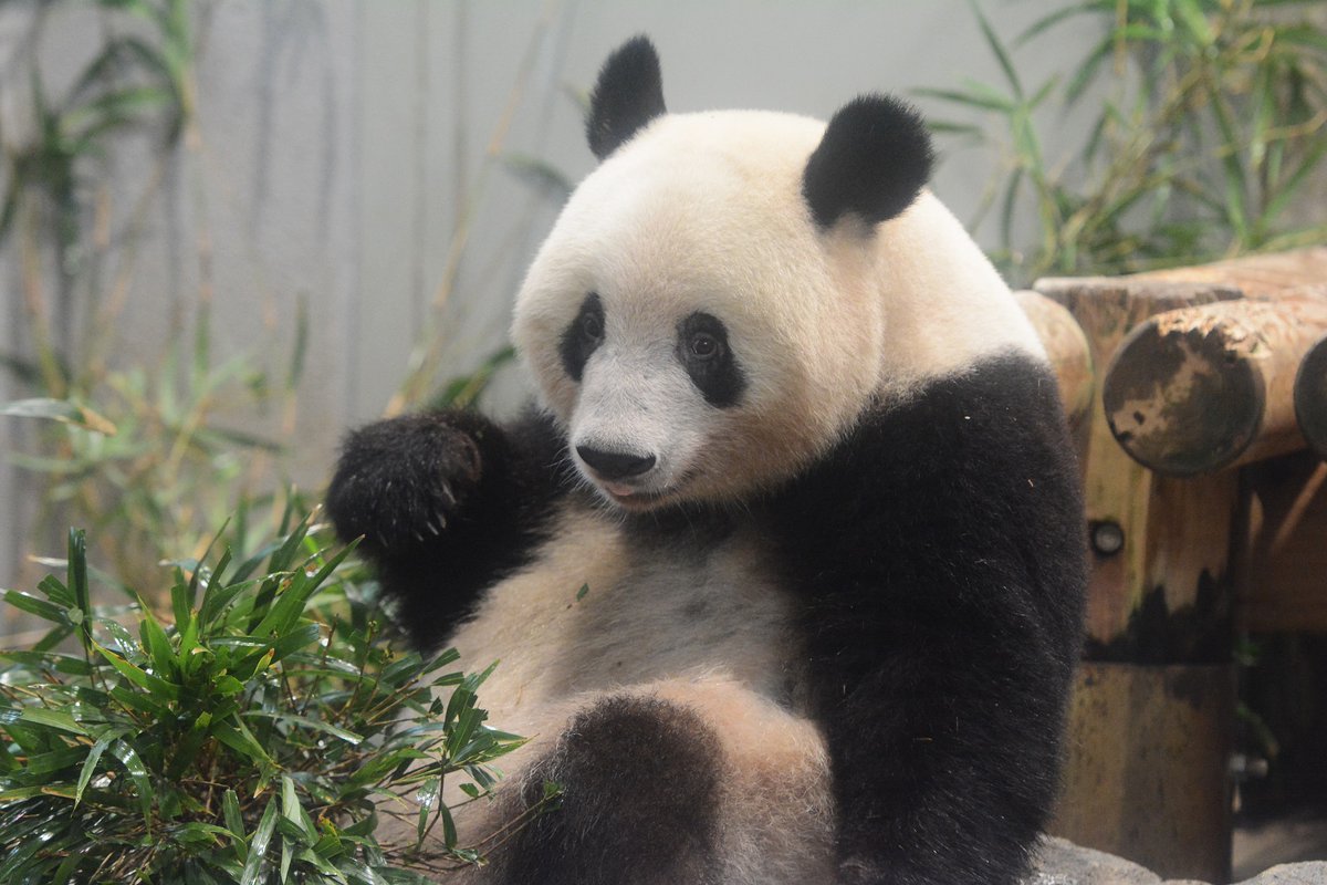 公式 上野 動物園