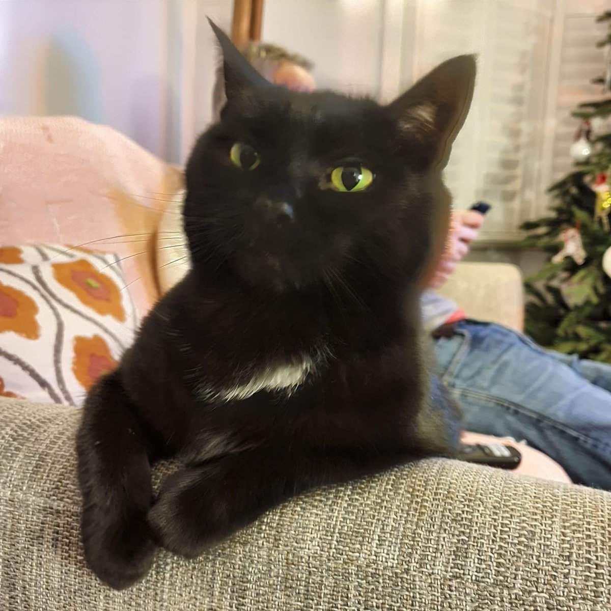Lovely Ritchings Avenue resident Rizzo is missing. If in the Stoneydown/Ritchings/Links/Pretoria area please check your gardens, sheds bike sheds etc. She’s a timid soul who never usually leaves her garden.
She’s a petite cat, black with a white bib.
Thank you!
#E17 #walthamstow