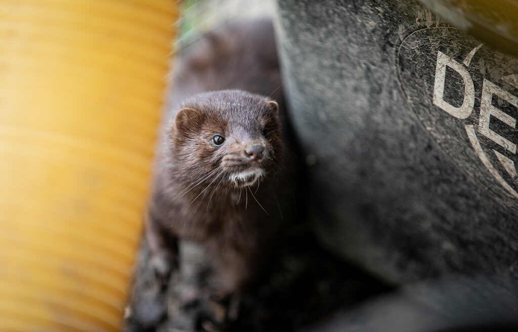 Yesterday, Polish Parliament discussed in a first reading an amendment to the animal protection act, that includes banning fur farms! The bill was supported by many political parties!
Today will be a second reading so keep your fingers crossed!
#AnimalRights #banfur #furfarms