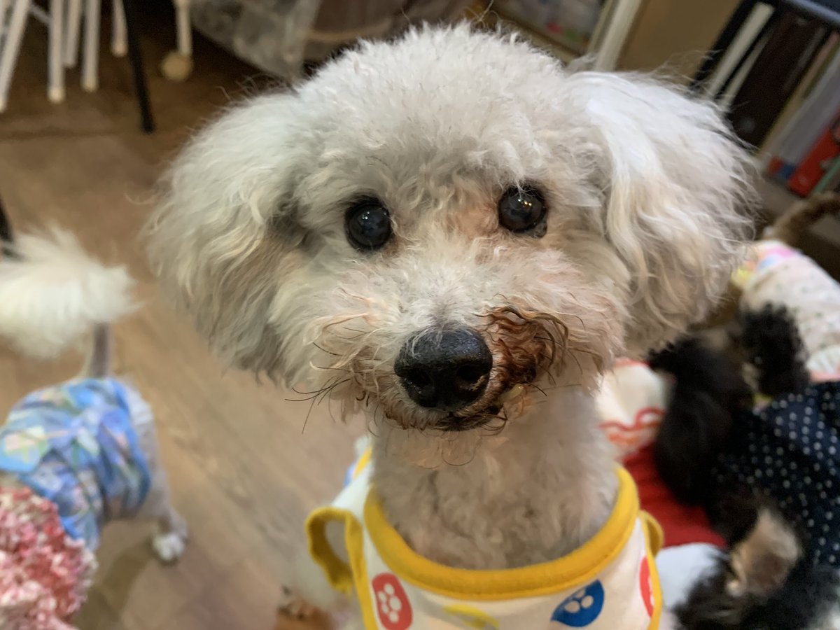 保護犬カフェ 堺店 にっこりお月様フェイスのひろくん 抱っこも好きなのですがなかなかアピール出来ずいつも他の子が抱っこされている横で順番待ちしてます ぼくもいるけどな という表情で静かに訴えています デブエット中です ヒロミ 保護犬カフェ 堺店 にっこりお月様フェイスのひろくん 抱っこも好きなのですがなかなかアピール出来ずいつも他の子が抱っこされている横で順番待ちしてます ぼくもいるけどな という表情で静かに訴えています デブエット中です ヒロミ
