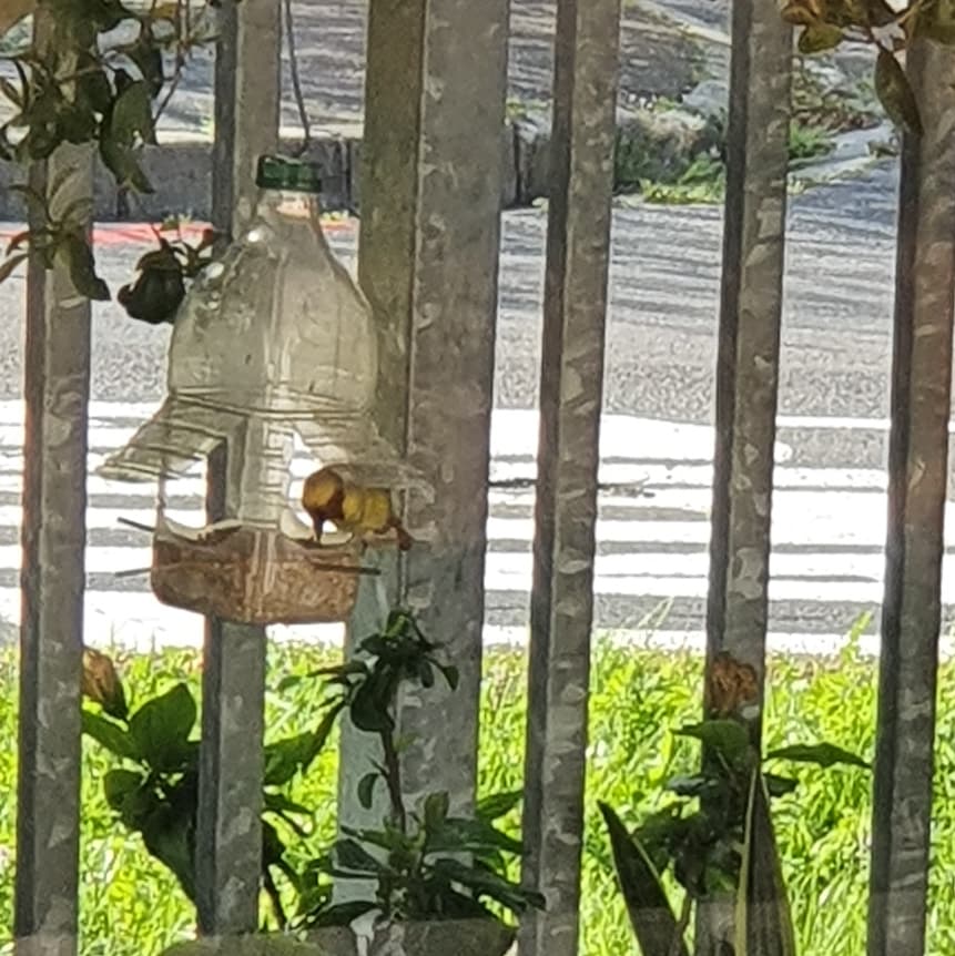 SuperWeasel8's tweet photo. A little Southern Masked Weaver stopped in for breakfast. #tinyguests https://t.co/ns6YgZDbFa