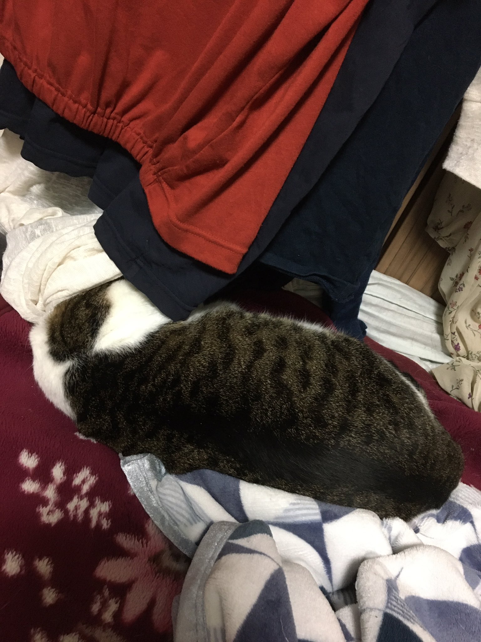 柚子木しろ V Twitter 我が家に顔なしが現れた あれ はなちゃんいないなぁ