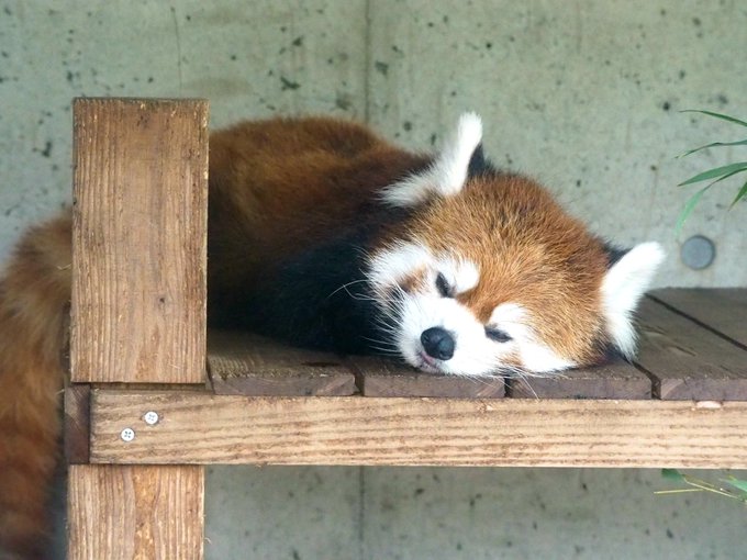 カナダのtwitterイラスト検索結果 古い順