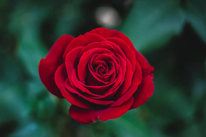 The common red rose 