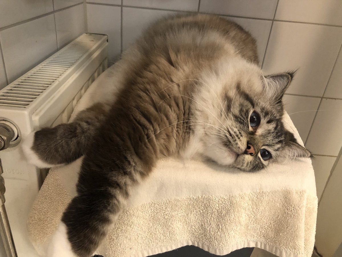 Legolisk's tweet photo. I'm going go fight this towel

#CatsOfTwitter #RagdollCats #FloofClub https://t.co/ppCwoYNPft