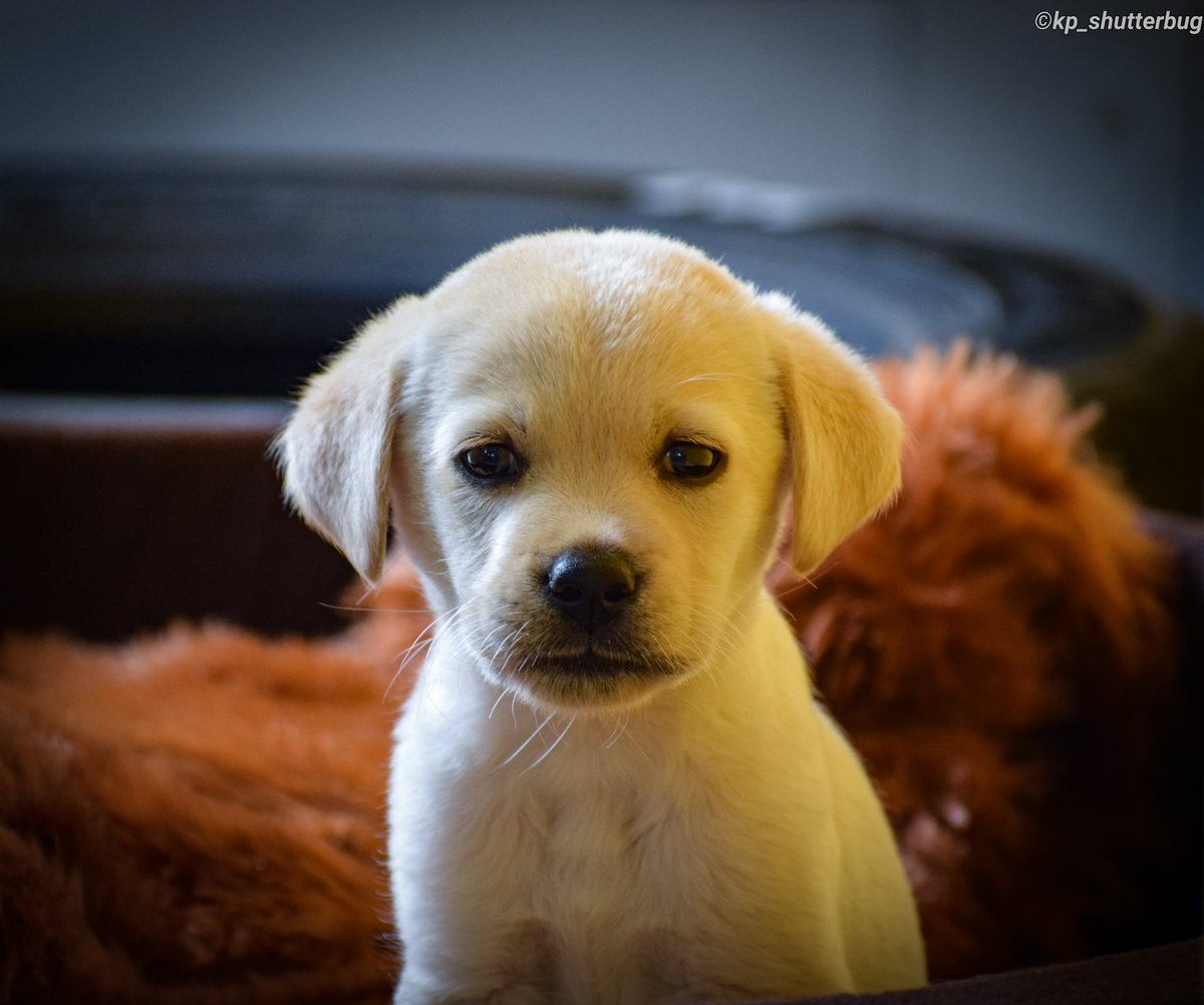 kp_shutterbug10's tweet photo. #kp_shutterbug
#roger #dogs #dogsofinstagram #dog #dogstagram #puppy  #doglover #dogoftheday #pets #doglovers #love #doglife #puppies #cute #pet #puppylove #instagram #dogsofinsta  #doggo  #ilovemydog #cats #animals #dogslife #doglove #adoptdontshop #bhfyp #labrador  #labra https://t.co/S6fu2HtwpS