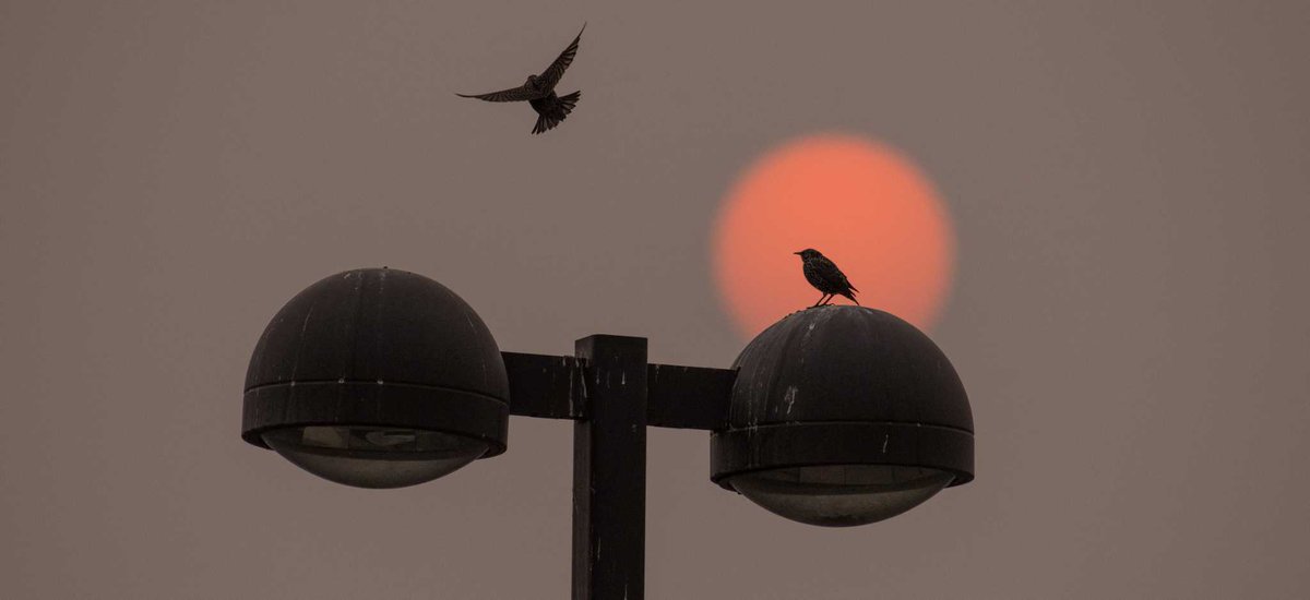 SFGate's tweet photo. Western wildfire smoke causes East Coast haze, vivid sunsets https://t.co/xWUCJpD2iO https://t.co/xiFwse3agm