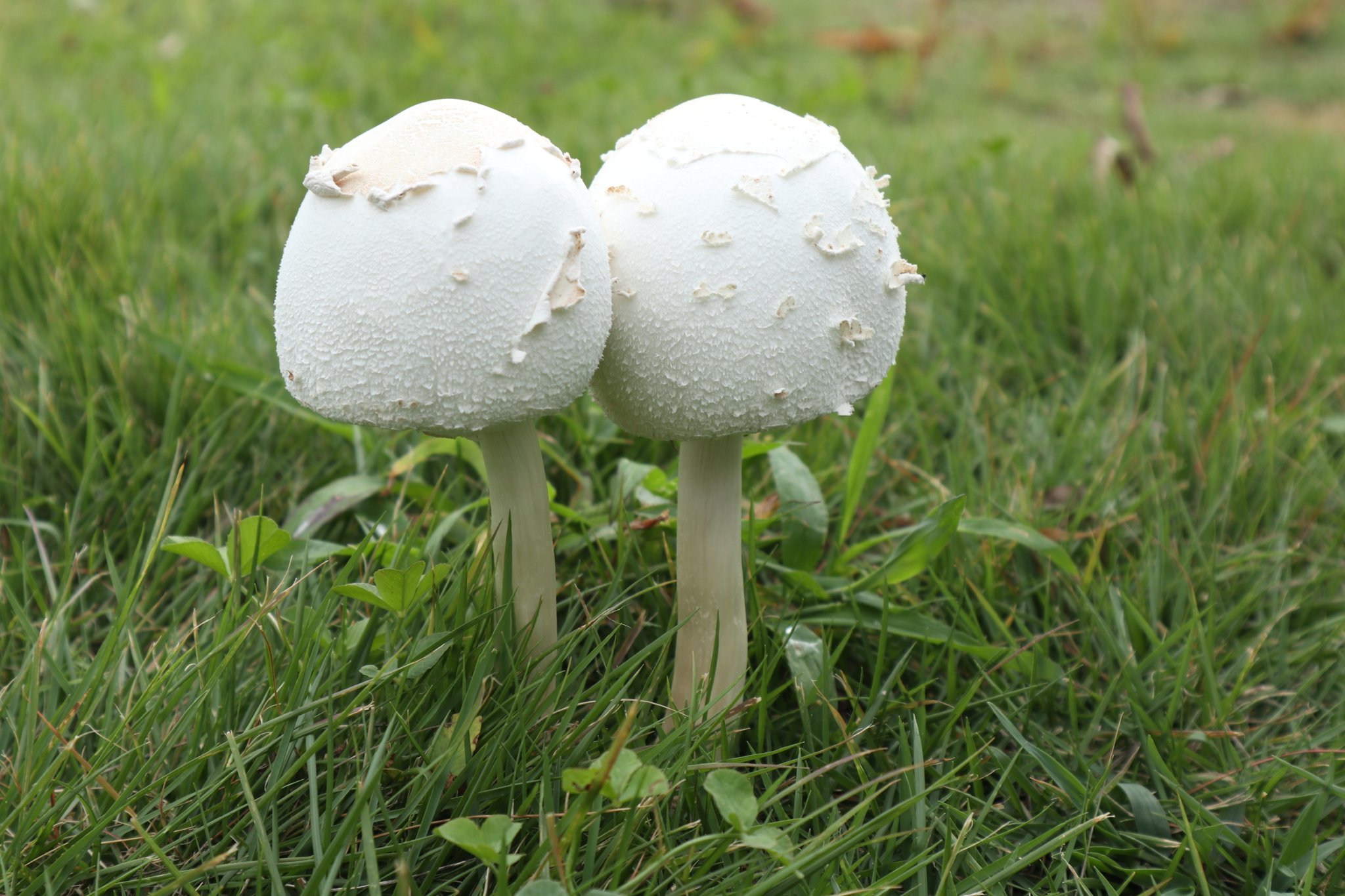 Misaki 息子と公園にいったら真っ白なきのこが仲良く生えてたので 帰宅して寝かしつけしてからソッコーで写真撮りに走った 写真撮りたくなって出掛けたの久しぶりだな 後から調べたらやっぱり毒キノコでした 笑 でもコロンとしてて可愛い 白いキノコ