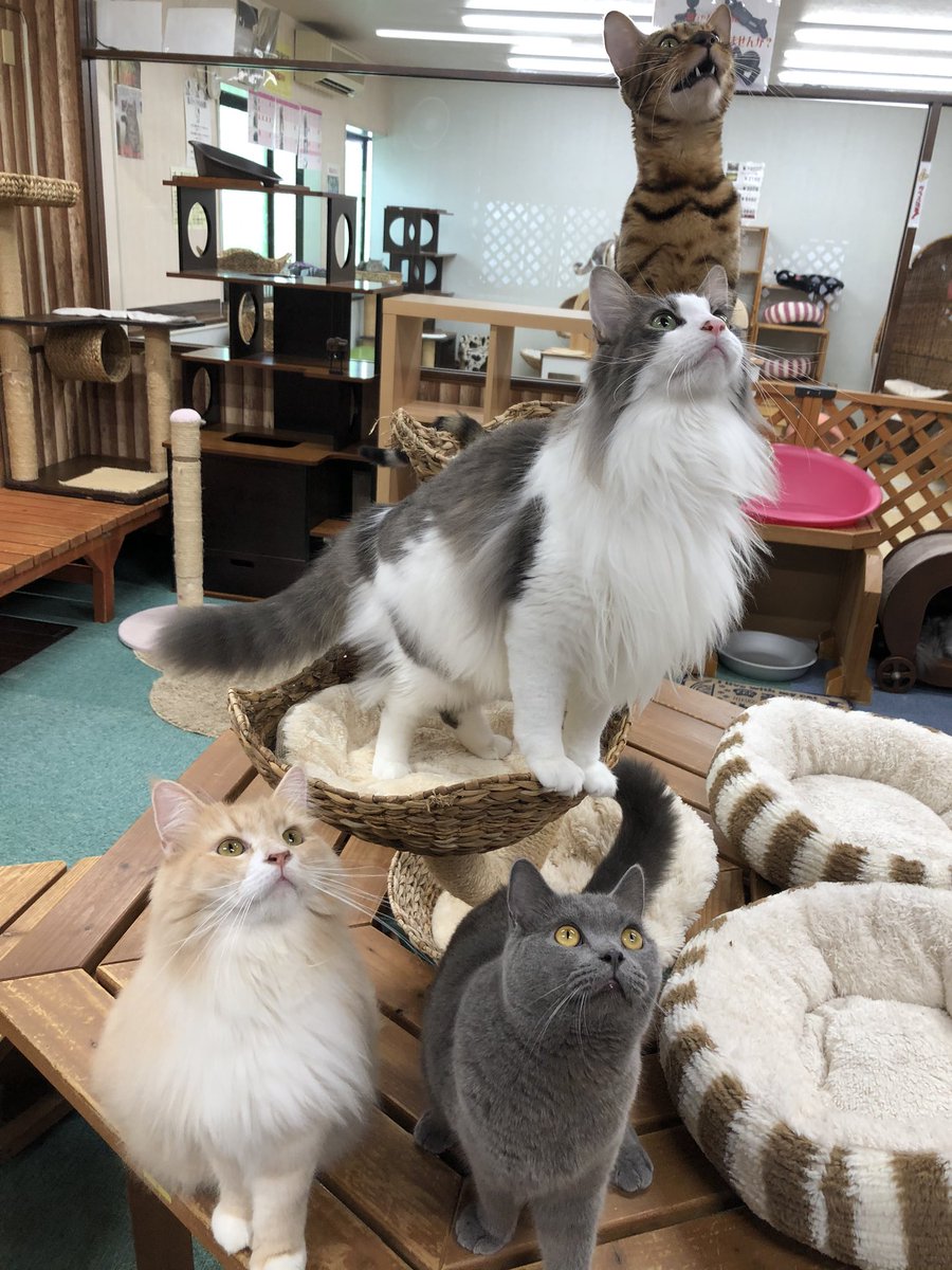 猫カフェねこまんま ただ今カレンダーの写真を撮影中 猫スタッフご協力に感謝します Nekomanma12 猫カフェねこまんま