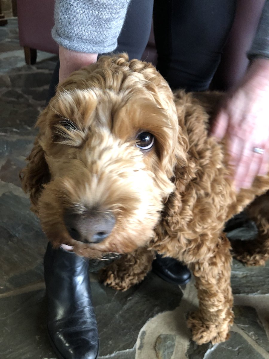 The mayoral dog of Beechworth was too busy trying to lick everyone to stand still for his photograph.