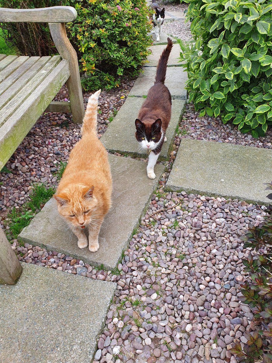 ShropsCatRescue's tweet photo. #ThursdayTails ~ dear Titch being her usual self 💕, Pickle posing, Rob being followed by Xbie &amp; Hanaphu and Mandy. All with tails held high look to be on a mission 🤔 Perhaps food calling 😹 The cats thank you all for your support @ButtonburyCraft @DebCureton @shrewsmorris https://t.co/xfb0ZMRWOk