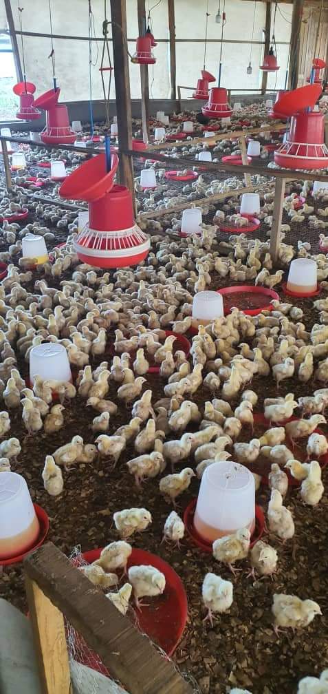 adeola_odedina's tweet photo. OGUN STATE KICK STARTS 3RD PHASE OF BROILER PROJECT FOR YOUTH FARMERS
The beneficiaries of Ogun Broiler Project have commenced their third phase of production which involves raising 1000 birds for six weeks for an assured market. The official flag off of the commencement of the.. https://t.co/JG1rDTubla