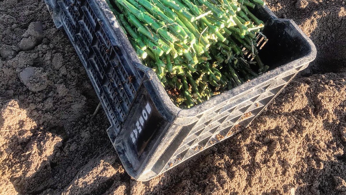 bosmanwinemaker's tweet photo. 350 combinations of more than 80 cultivars. What a celebration it was this morning walking through this nursery plot, vellies sinking deep into the  beautifully prepared soil. 
.
#bosmanwines #heartWellington https://t.co/h6TtrZgDuG