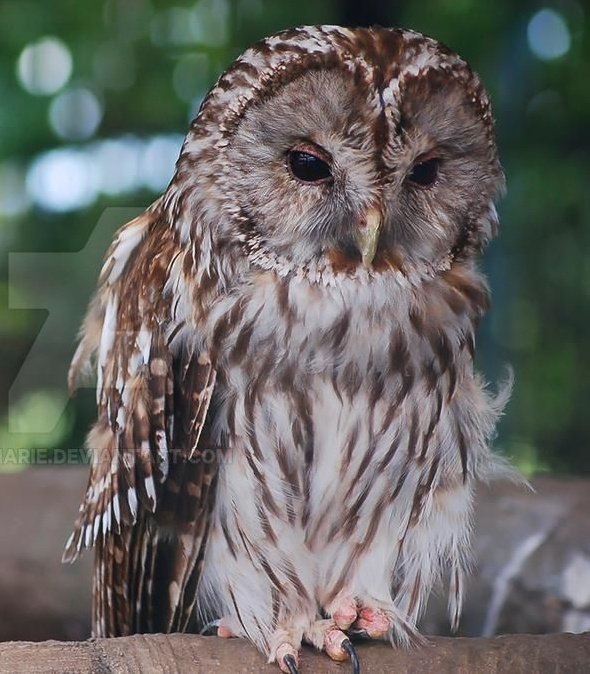 bokuto as owls, a thread