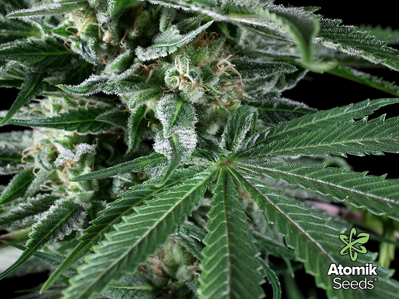 AtomikSeeds's tweet photo. THE FUTURE OF CANNABIS: TRENDS TO WATCH OUT FOR. Read more at our blog:

https://t.co/UEAUBYAa56 https://t.co/xRyrF5RB72