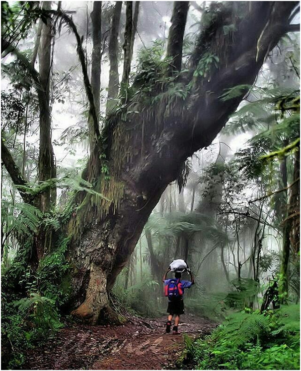 KileleClimb's tweet photo. The arctic peak of Kilimanjaro, a misty jungle covers the mountain slopes.
Moss-covered trees, seas of ferns and elusive monkeys abound in one of the Seven Summits’ only rain forests.
#kilimanjaro #rainforest #coveredtree #machameroute #nature #mountkilimanjaro #adventure https://t.co/otHGv95oTh