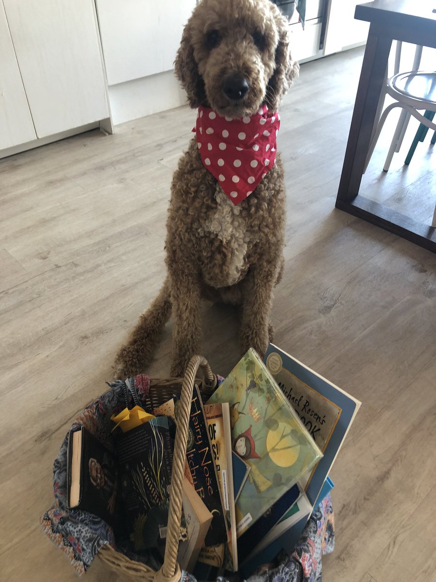 A groodle and a basket of books. Does life get any better? Off to discuss these + many more fab books  with some primary school teachers. Bert looks ready and also determined. #literacy #primaryschoolbookclub #positiveeducation  @bairdjulia !