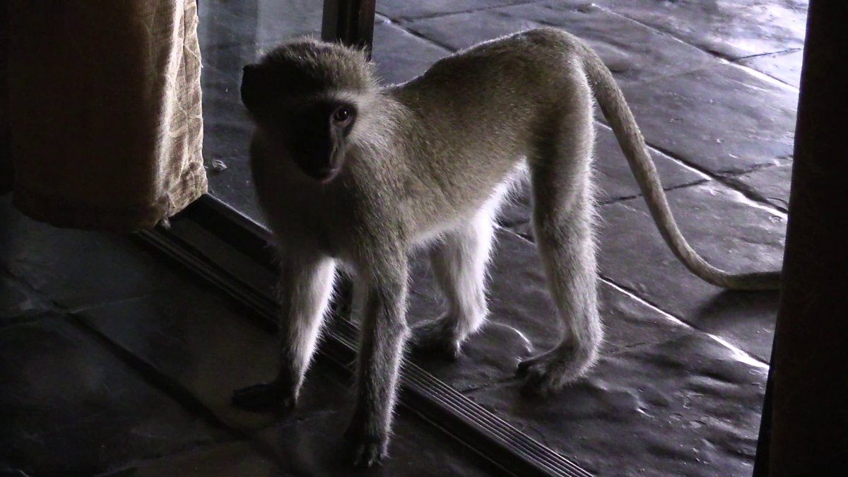 Kruger National Park tweet media