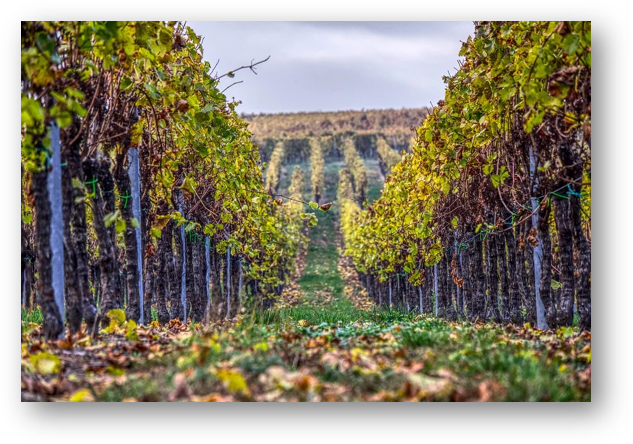 LEANproject_eu's tweet photo. Interested in sustainable viticulture growing ?🍇
As harvest time goes by for French wineyard, it is perfect timing to discover our #Viticulture module on https://t.co/xeNdpwFS4z 
@unibait @InstituteBaltic @ifls_rural @vertigo_lab @VetAgroSup @ARID @EUErasmusPlus https://t.co/TRzywUI7XI