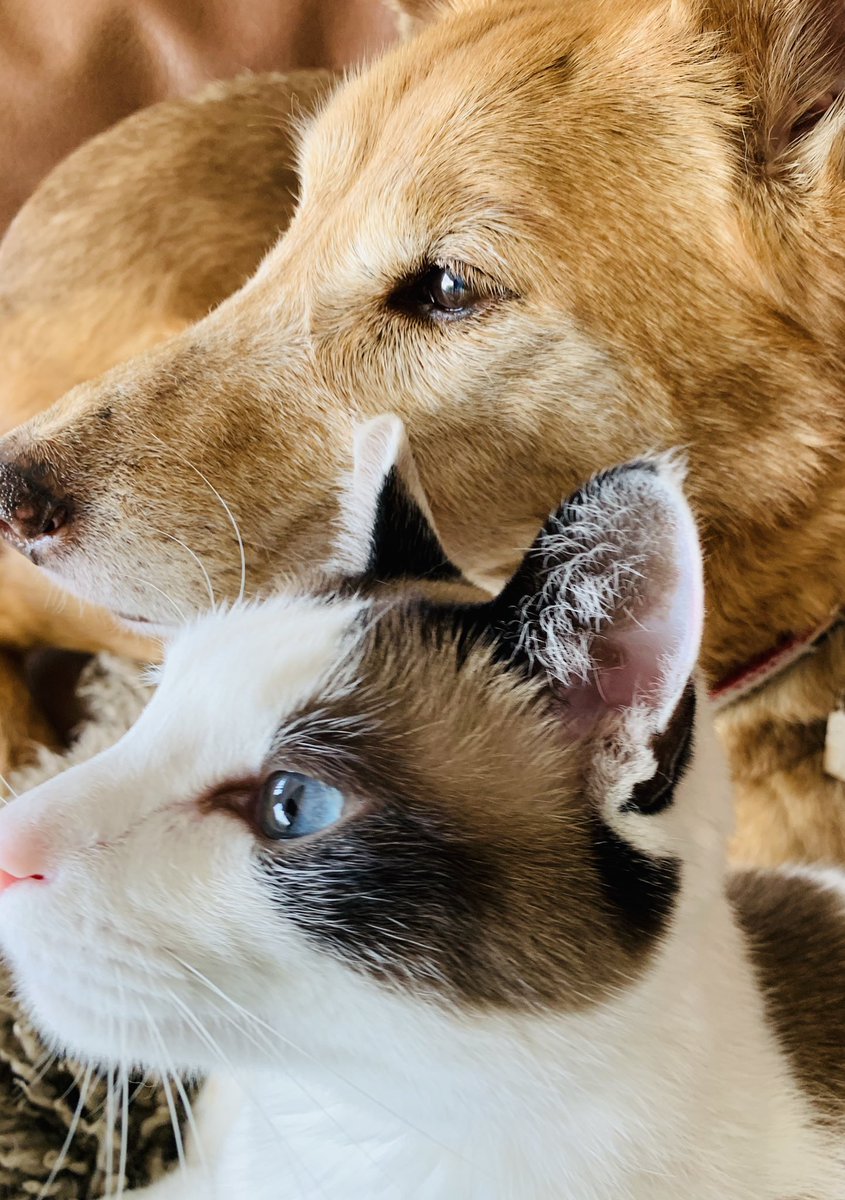 アレクサが家に来たが 猫さん的には スピーカーが喋る が解せないためこうなる 人の声と認識してるんだな Togetter アレクサが家に来たが 猫さん的には スピーカーが喋る が解せないためこうなる 人の声と認識してるんだな Togetter