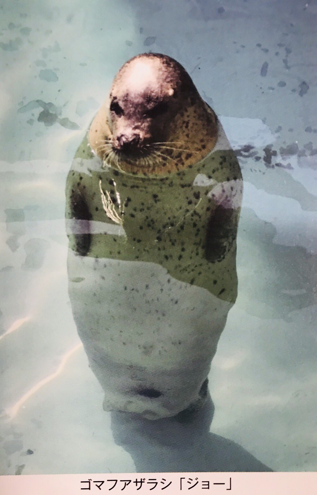 上越市立水族博物館 うみがたり on X: 