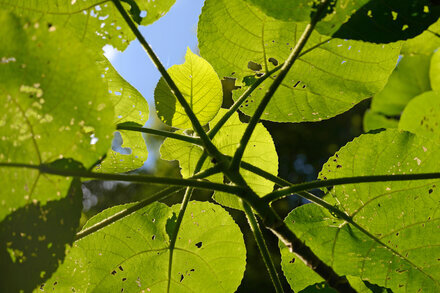 australias-stinging-trees-please-do-not-pet-them Photo 