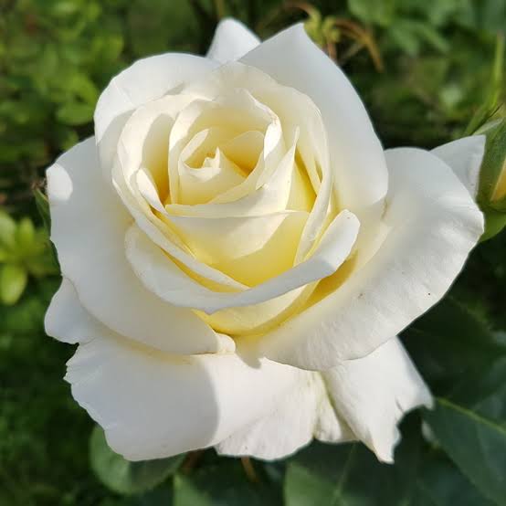 the common white rose 