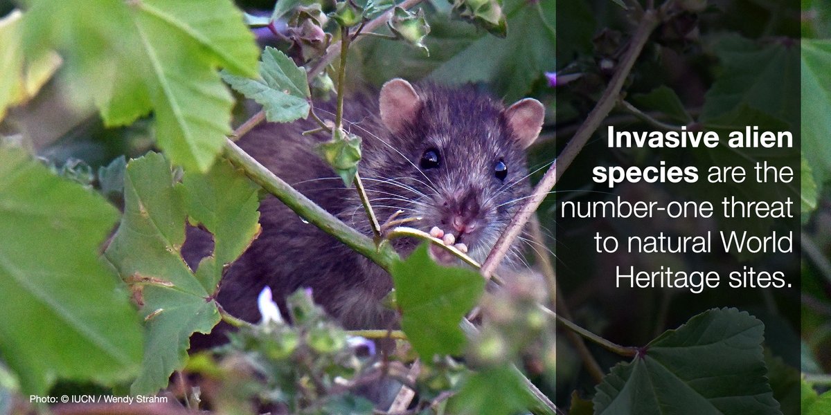 Invasive alien species may be a bigger threat to natural #WorldHeritage than previously thought ow.ly/PqsT50BpMed <a href="/IUCN_PA/">IUCN Protected and Conserved Areas</a>
