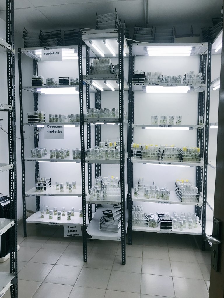 <a href="/nrcri_umudike/">NRCRI UMUDIKE</a> is ready to roll. State-of-the-art Molecular Diagnostics laboratory, Tissue Culture Laboratory and #SAH laboratory.
<a href="/easylateef/">Lateef Sanni</a> <a href="/cegesi/">Chiedozie Egesi</a> <a href="/FmardNg/">Fed Min of Agric & Food Security</a> <a href="/NASC_NG/">NASC</a> <a href="/iitagoseedltd/">IITA GoSeed</a> <a href="/IITA_CGIAR/">IITA</a> <a href="/umudike_seeds/">Umudike Seeds</a> <a href="/sahelconsulting/">Sahel Consulting</a> 

#CassavaBASICS #CassavaSeed #Cassava