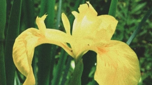 starryhae's tweet photo. 🌻🌻🌻

𝙷𝚊𝚎𝚌𝚑𝚊𝚗 // 𝚈𝚎𝚕𝚕𝚘𝚠 𝚠𝚊𝚝𝚎𝚛 𝚏𝚕𝚊𝚐 -𝙷𝚊𝚙𝚙𝚒𝚗𝚎𝚜𝚜 𝚘𝚏 𝚋𝚎𝚕𝚒𝚎𝚟𝚎𝚛

𝙻𝚊𝚎𝚕𝚢 // 𝚃𝚑𝚒𝚜𝚝𝚕𝚎
-𝙸𝚗𝚍𝚎𝚙𝚎𝚗𝚍𝚎𝚗𝚝

#HAECHAN #해찬 #へチャン #HAECHANsfs https://t.co/u1BiKMvcU5