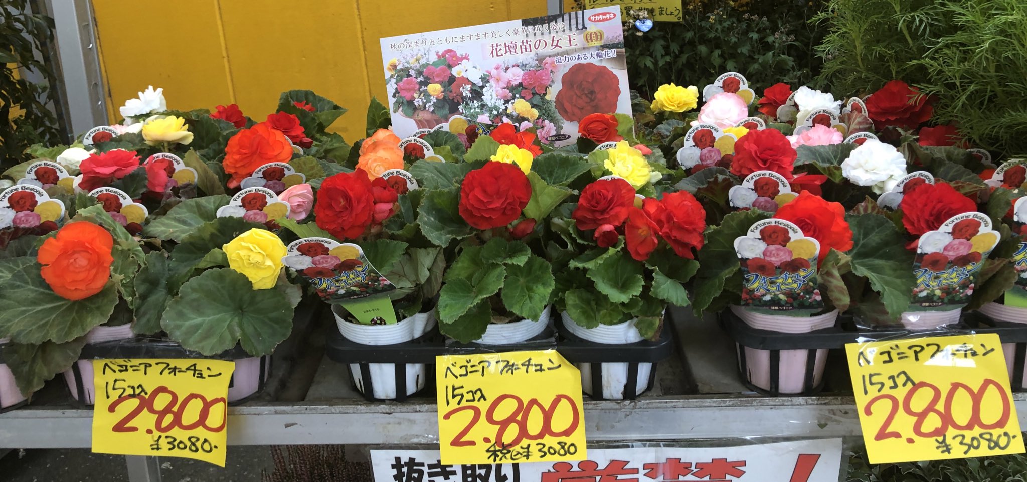 ビックフラワー荻窪店 花壇苗の女王 フォーチュンベゴニア 秋の花壇を豪華にしてくれます 1苗198円 1ケース15個入り2 800円とお買い得です フォーチュンベゴニア ベゴニア ガーデニング 園芸 ビックフラワー 荻窪 花屋 T Co