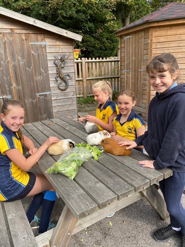 SVPS_News's tweet photo. Guinea pig care is an important job for our Year 6 children.
#EachCaresForAll https://t.co/ZxpehiqQfJ